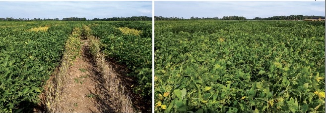 LSU AgCenter Variety and Fungicide Trials Help Determine Best Management Practices
